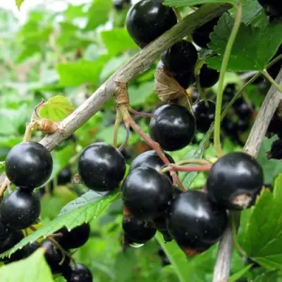 Смородина чёрная ЧЁРНЫЙ АИСТ в Жодино