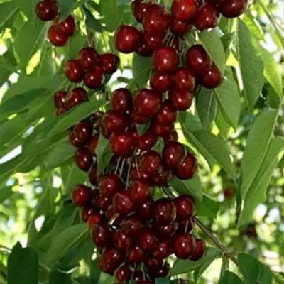 Черешня ХЕЛЕНА колоновидная в Жодино