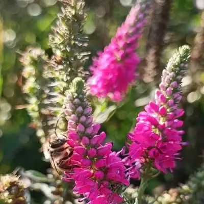 Вероника РОЗЕА колосковая в Жодино