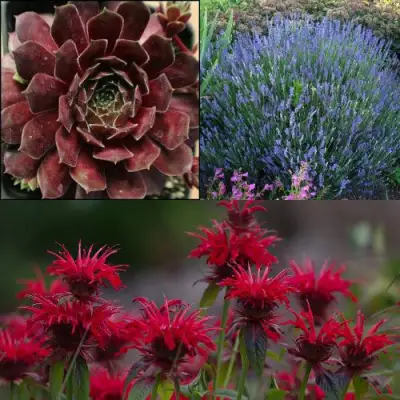 Комплект ФИОЛЕТОВОЕ ВДОХНОВЕНИЕ в Жодино