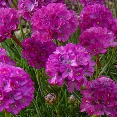 Армерия МОНИНГ СТАР ДИП РОУЗ в Жодино