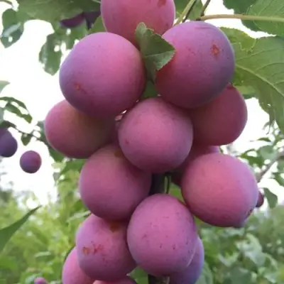 Слива ИМПЕРИАЛ колонновидная в Жодино