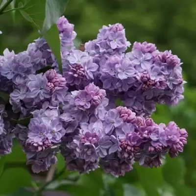 Сирень КАТЕРИНА ХАВЕМЕЙЕР в Жодино