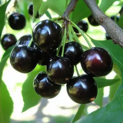 Вишня РОССОШАНСКАЯ ЧЕРНАЯ в Жодино