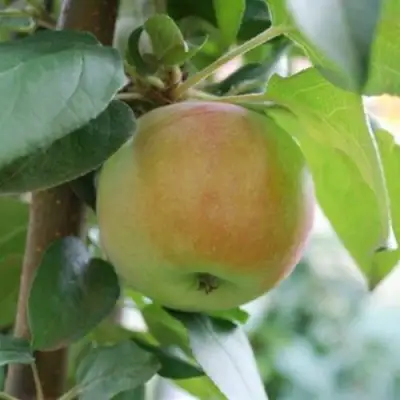 Яблоня ПОДСНЕЖНИК стелющаяся в Жодино