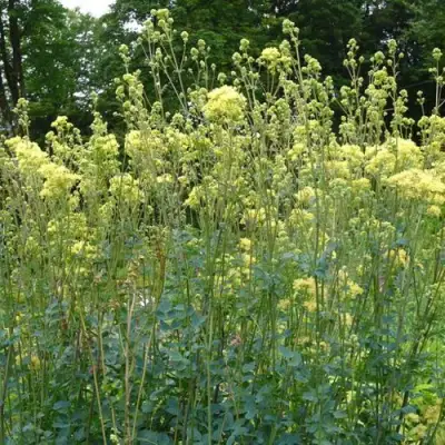 Василистник ГЛАУКУМ желтый в Жодино