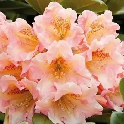 Рододендрон ФЛАУТАНДО в Жодино