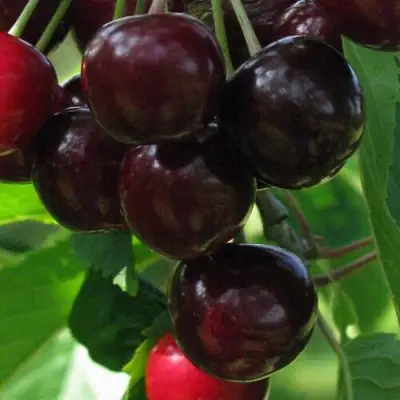 Черешня ВАЛЕРИЙ ЧКАЛОВ в Жодино