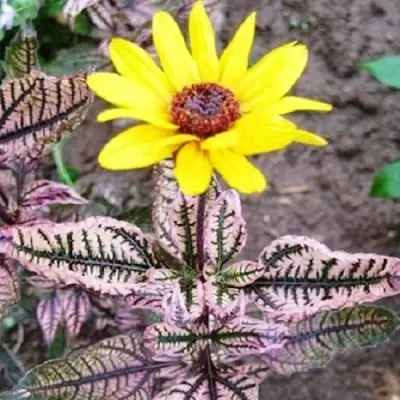 Гелиопсис САММЕР ПИНК в Жодино