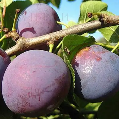 Слива СТАРТОВАЯ в Жодино