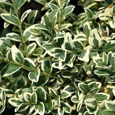 Бирючина ВАРИЕГАТУМ овальнолистная в Жодино