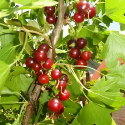 Смородина золотистая ВИШНЕВАЯ в Жодино