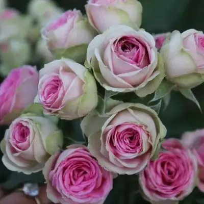 Роза МИМИ ЭДЕН спрей в Жодино