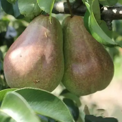 Груша БРЯНСКАЯ КРАСАВИЦА в Жодино