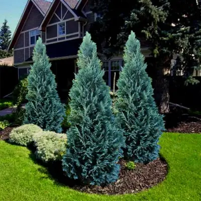 Кипарисовик ВАН ПЕЛЬТС БЛЮ лавсона в Жодино