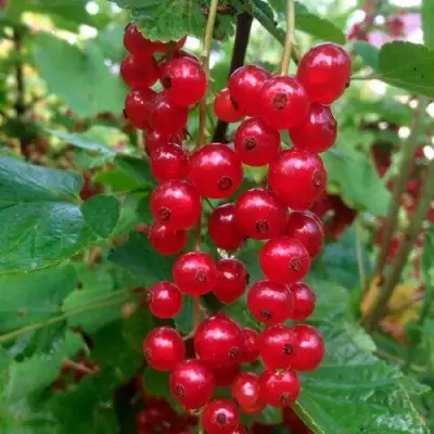 Смородина красная КОНСТАНТИНОВСКАЯ в Жодино