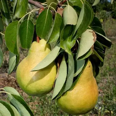 Груша ДЮШЕС ЛЕТНИЙ в Жодино