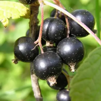 Смородина чёрная ПАМЯТЬ ВАВИЛОВА в Жодино