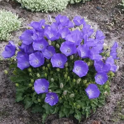 Колокольчик САНТА карпатский в Жодино