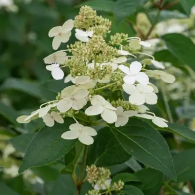 Гортензия ПРИМ ВАЙТ метельчатая в Жодино