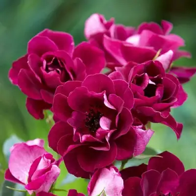 Роза БУРГУНДИ АЙС флорибунда в Жодино