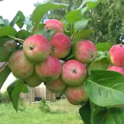 Яблоня ГРУШОВКА МОСКОВСКАЯ в Жодино