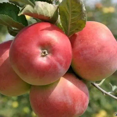 Яблоня ВЭМ-РОЗОВЫЙ в Жодино