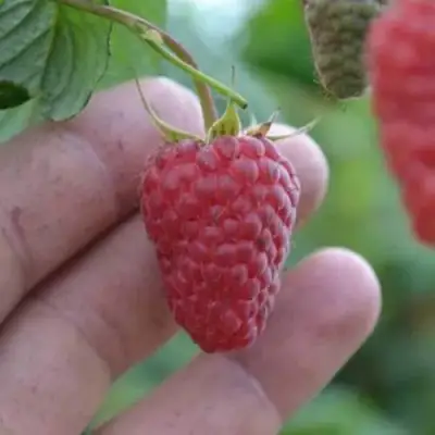 Малина КОРПИКО в Жодино