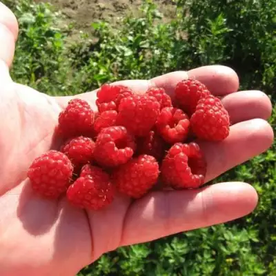 Малина БАЛЬЗАМ в Жодино