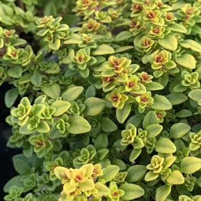 Тимьян АРЧЕРЗ ГОЛД в Жодино