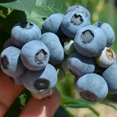 Голубика СИЕРРА в Жодино