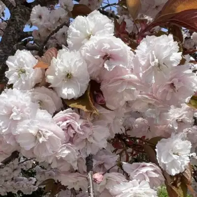 Сакура ШИРОФУГЕН в Жодино