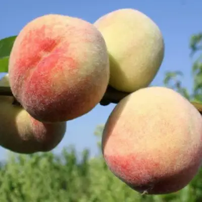 Персик ДОНЕЦКИЙ БЕЛЫЙ в Жодино