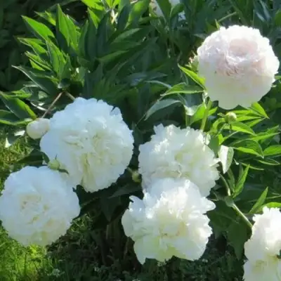 Пион МУН ОВЕР БАРРИНГТОН травянистый в Жодино