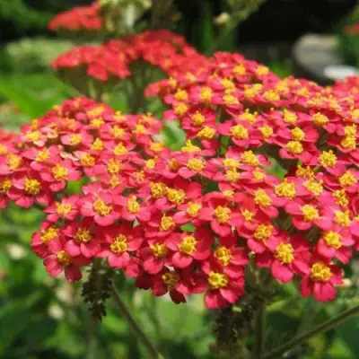 Тысячелистник ПАПРИКА обыкновенный в Жодино