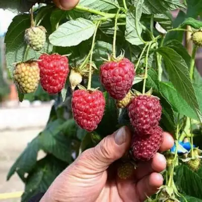 Малина ПОЛЕСЬЕ в Жодино