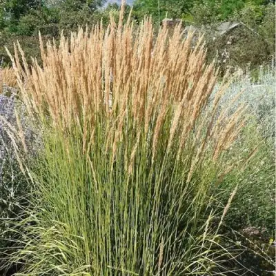 Вейник АВАЛАНШ остроцветковый в Жодино