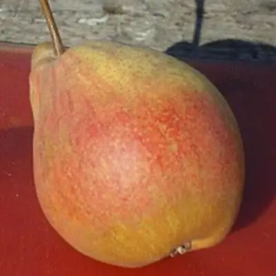 Груша ТАТЬЯНА в Жодино