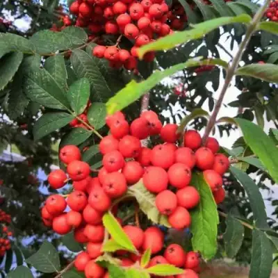 Рябина НЕВЕЖИНСКАЯ сладкоплодная в Жодино