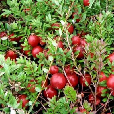 Клюква СТИВЕНС в Жодино