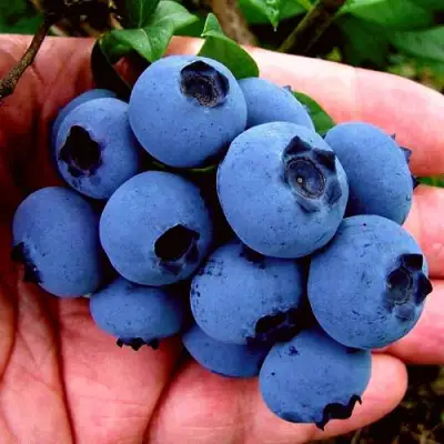 Голубика РЕКА в Жодино