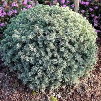 Ель ЭХИНИФОРМИС сизая в Жодино