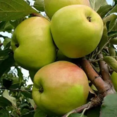 Яблоня БРАТ ЧУДНОГО стелющаяся в Жодино