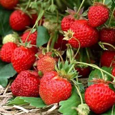 Клубника САН АНДРЕАС ремонтантная в Жодино