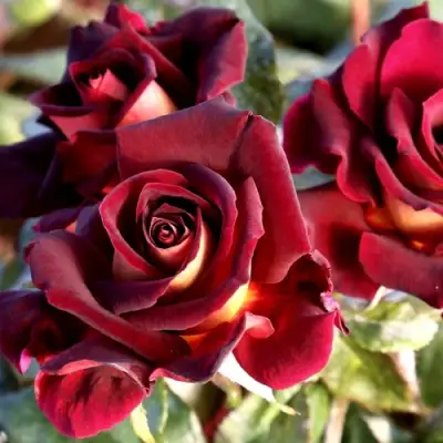 Роза ЭДДИ МИТЧЕЛЛ чайно-гибридная в Жодино