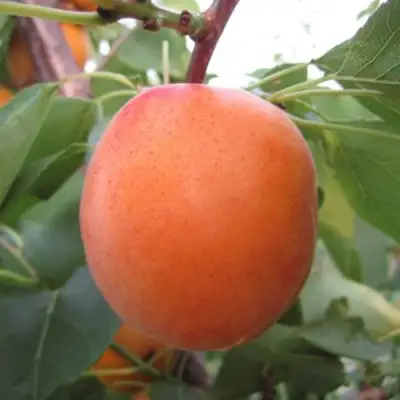 Абрикос ГОЛД РИЧ в Жодино