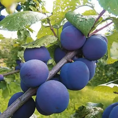 Слива КРОМАНЬ в Жодино