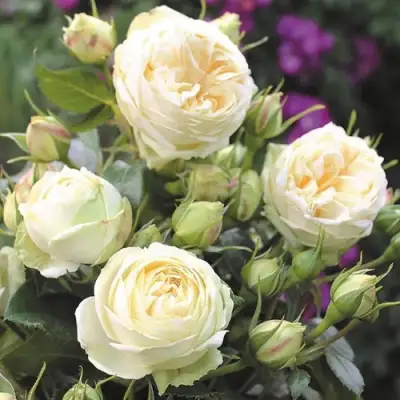 Роза ВЕНДИНГ ПИАНО чайно-гибридная в Жодино