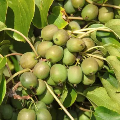 Актинидия ДЖИРАЛЬДИ в Жодино