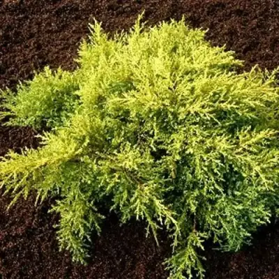 Можжевельник МОРДИГАН ГОЛД средний в Жодино